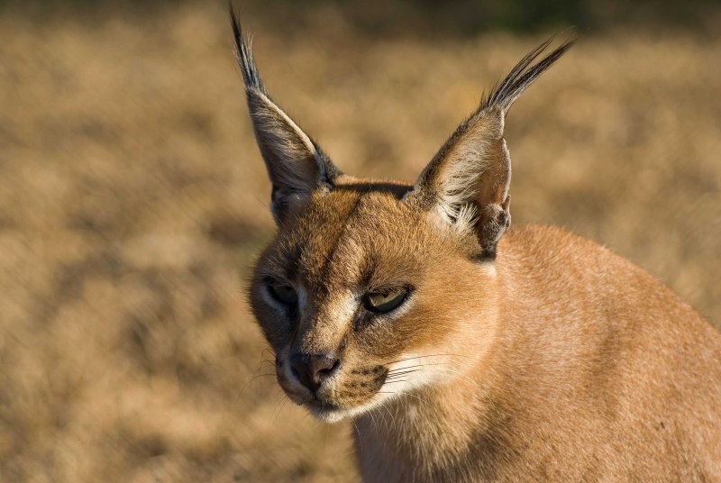 Каракал кошка