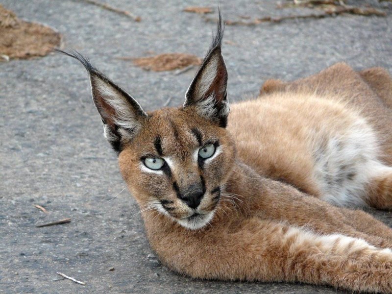 Котята породы каракал