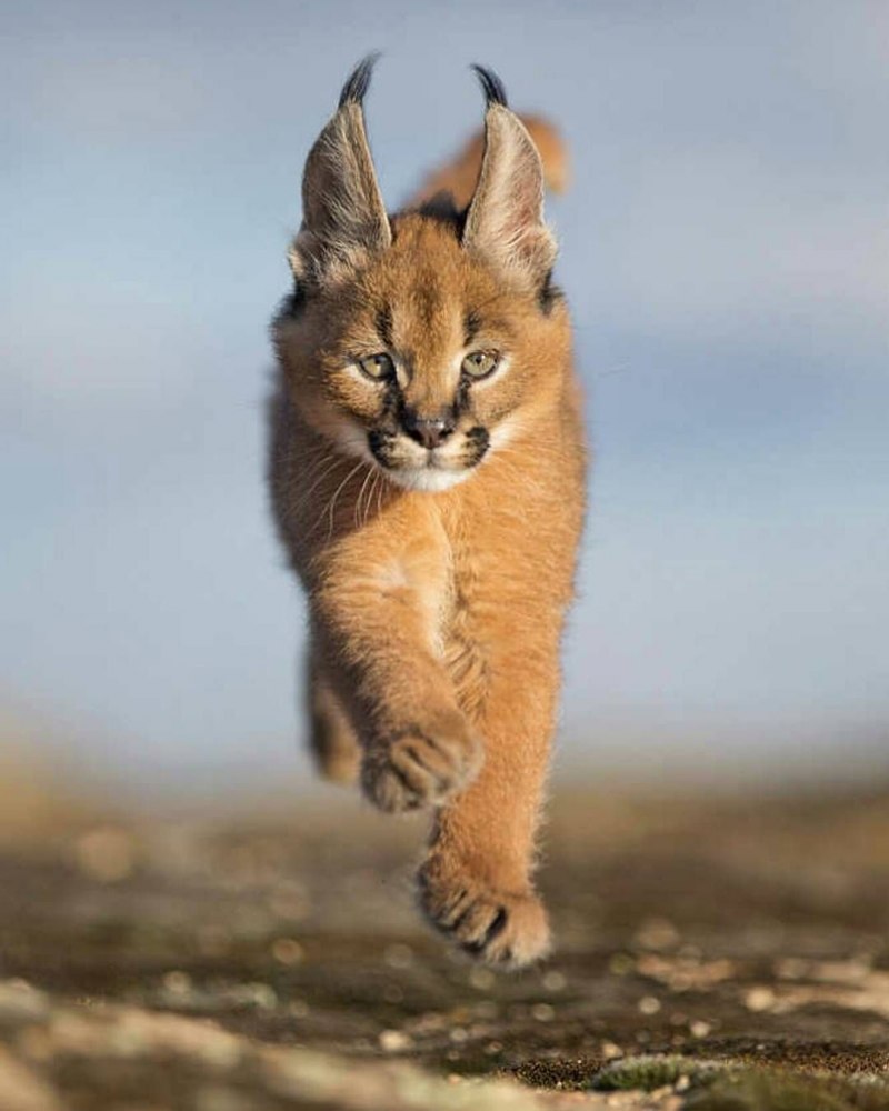 Каракал кошка