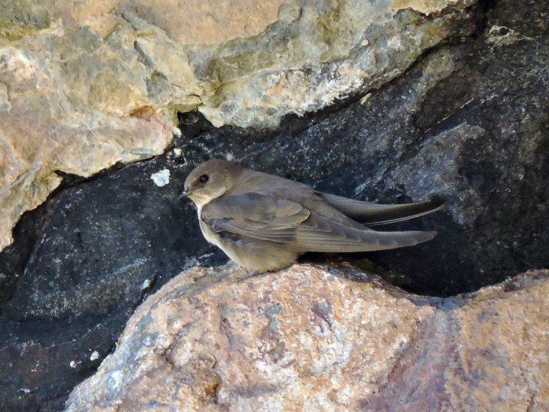Ptyonoprogne rupestris