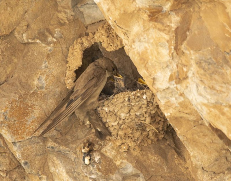 Ptynoprogne rupestris