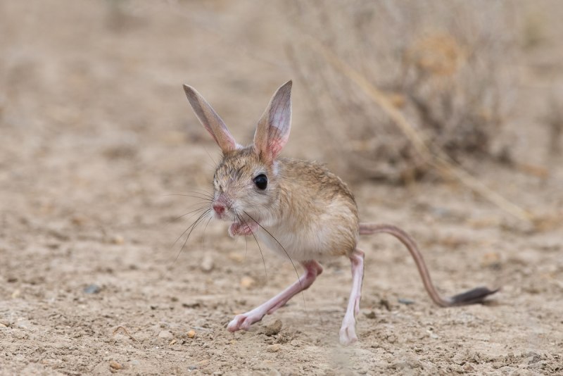 Mus musculus домовая мышь