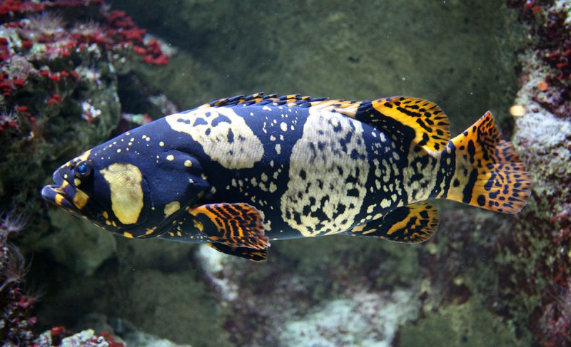 Sebastes Chrysomelas