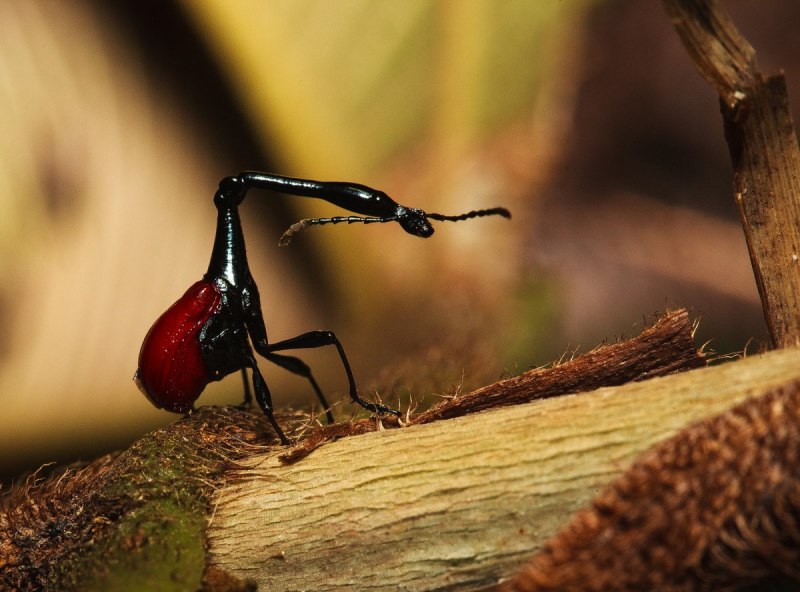 Paraponera clavata жало