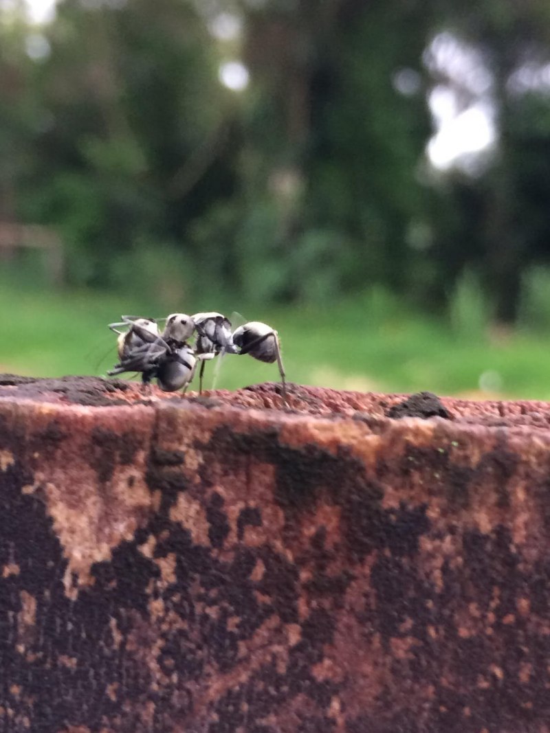 Осы-немки (Mutillidae)
