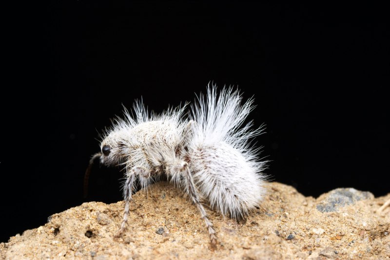 Осы-немки (Mutillidae)
