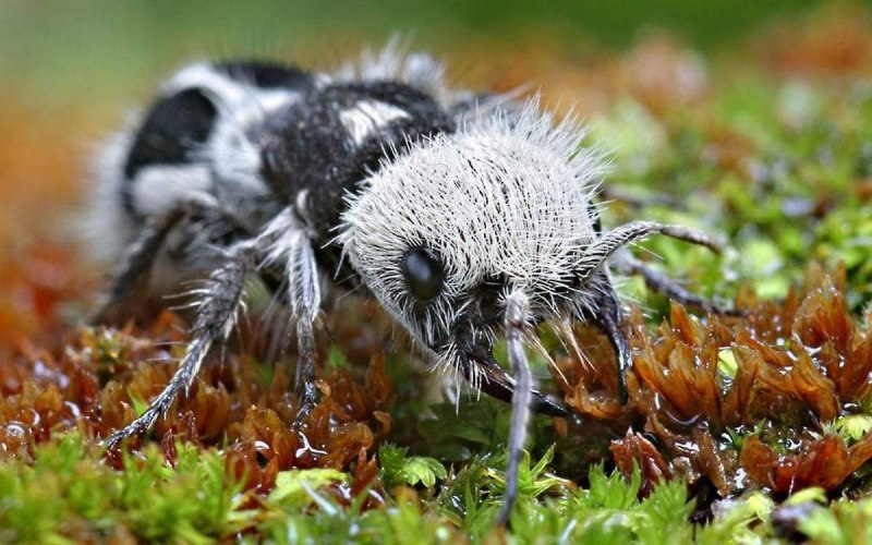 Euspinolia militaris