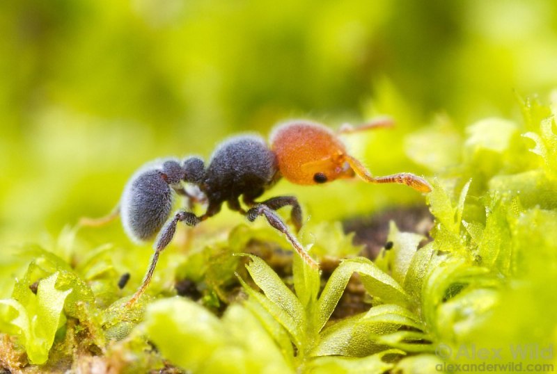Осы-немки (Mutillidae)