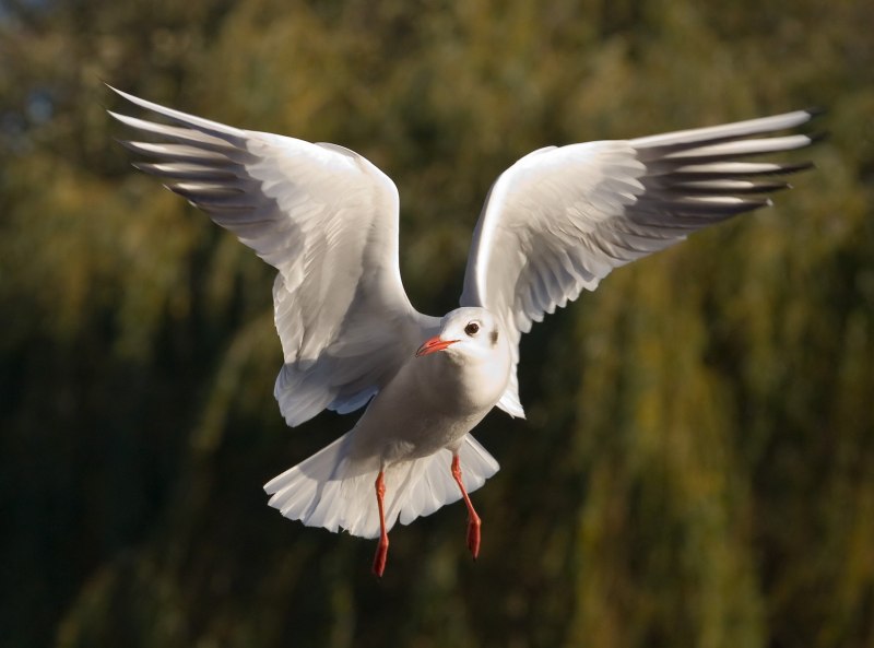 Серебристый голубь Columba Argentina