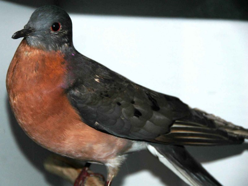 Passenger Pigeon