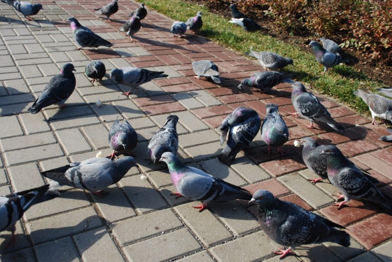 Лесной голубь зимой