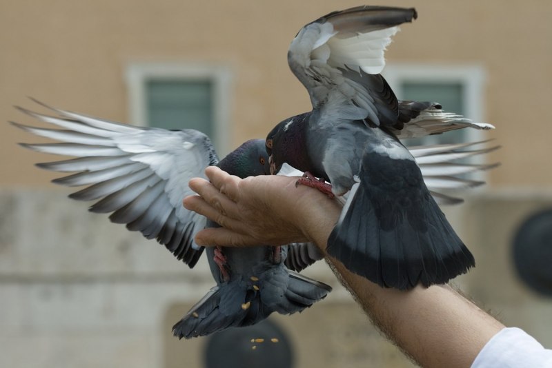 Zenaida dove