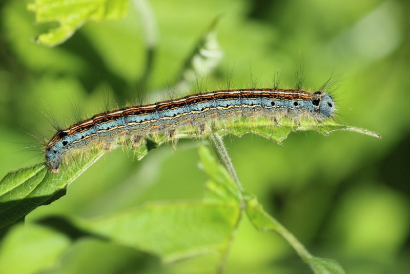 Blue Caterpillar гусеница