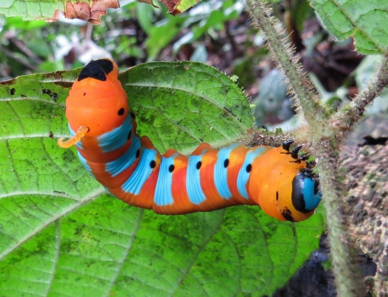Гусеница моли павлиноглазки Saturniidae