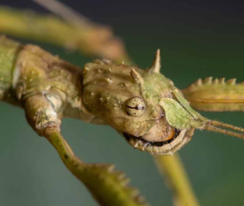 Ischnomantis Gigas богомол