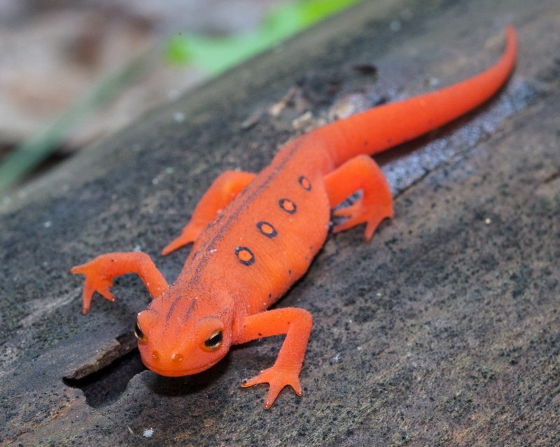 Lissotriton boscai