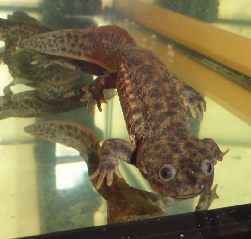 Гребенчатый Тритон Triturus cristatus (Laurenti, 1768)