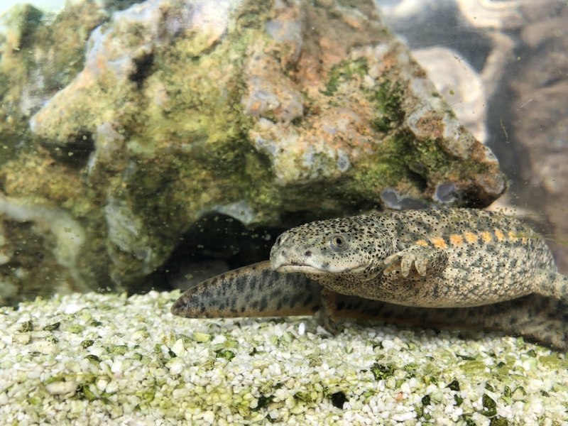 Iberian Ribbed Newt