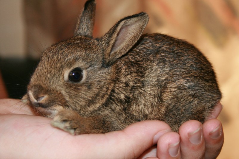 Кролик вида Oryctolagus cuniculus