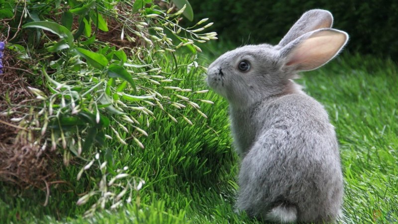 Sylvilagus robustus