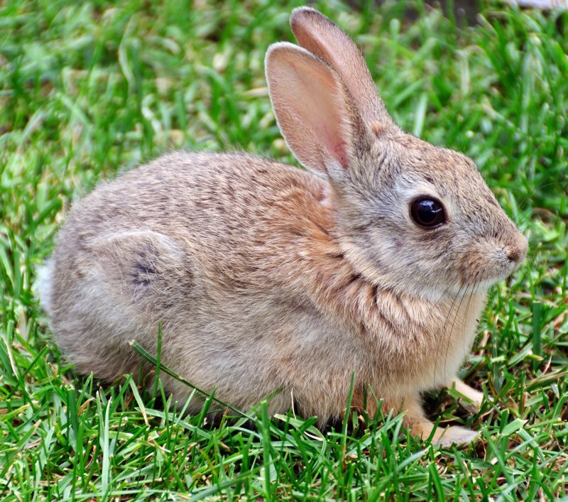 Дикий кролик Oryctolagus cuniculus