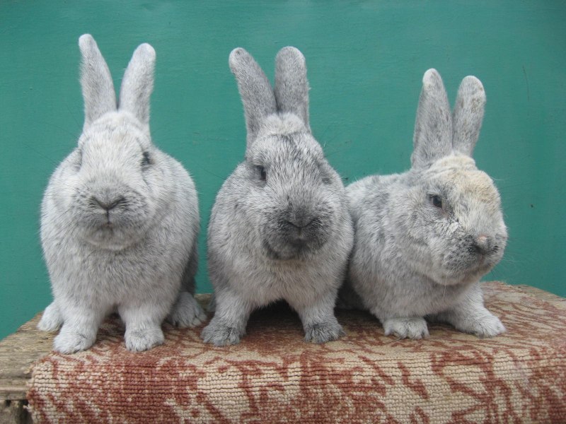 Oryctolagus cuniculus