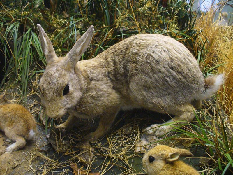 Oryctolagus cuniculus