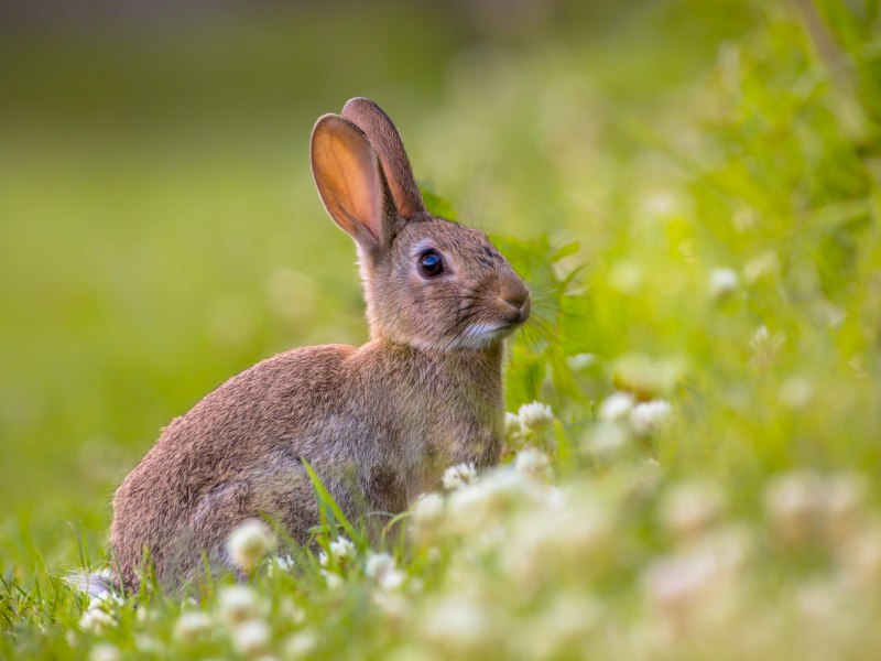 Кролик (Oryctolagus cuniculus) родичи
