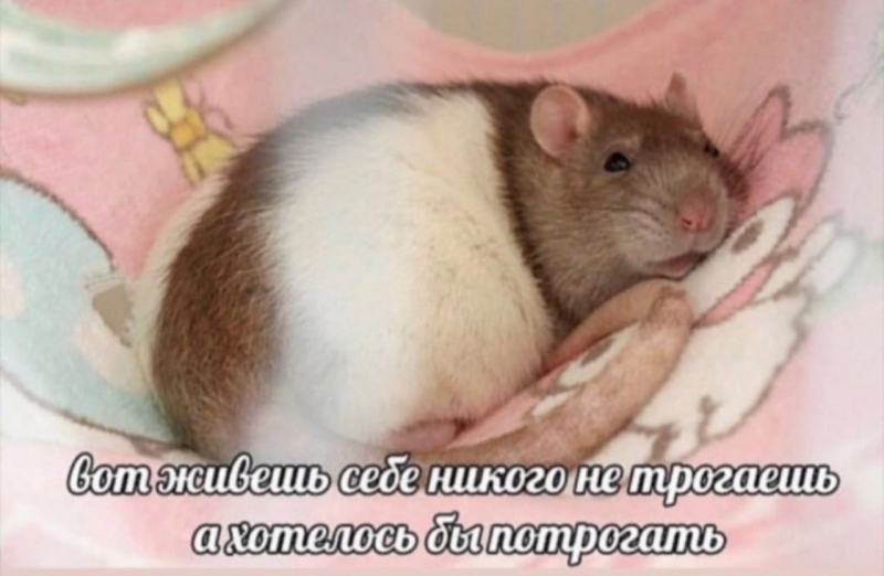 Джунгарский хомяк альбинос