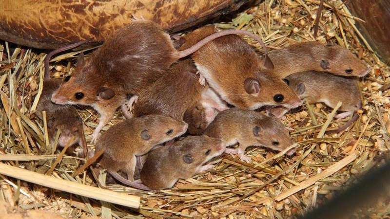Серая крыса (Пасюк) - Rattus norvegicus.