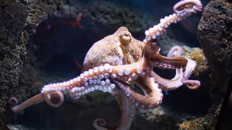 Осьминог Octopus vulgaris