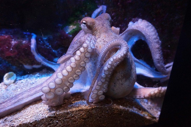 Осьминог на Камне