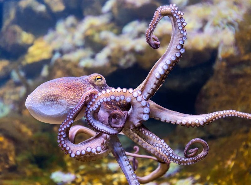 3d Printed Octopus