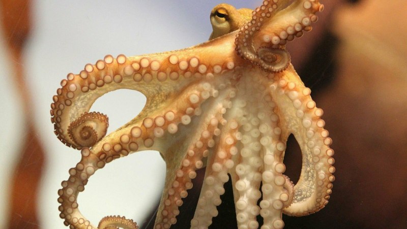 Морские головоногие моллюски