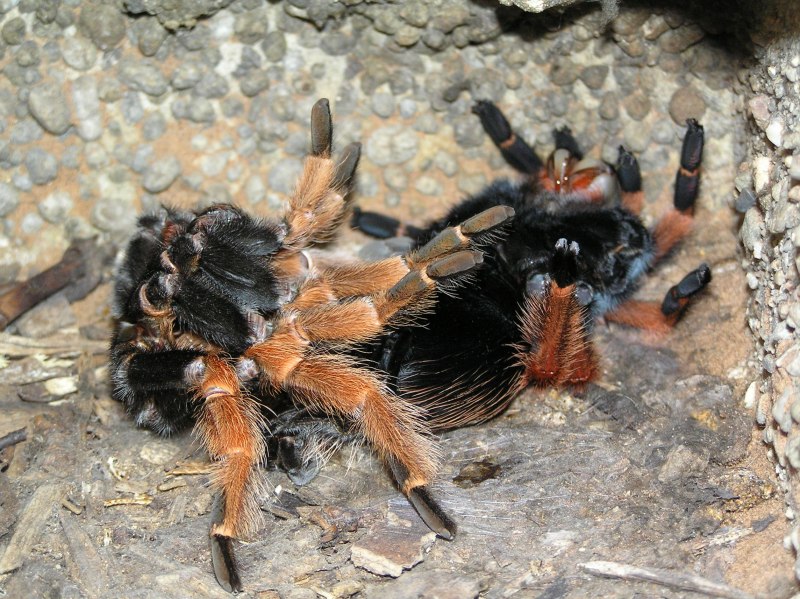 Паук птицеед Grammostola rosea