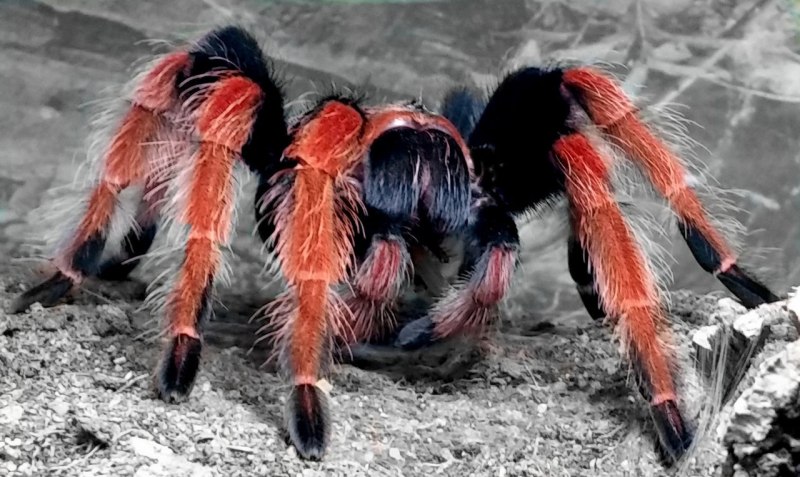 Brachypelma smithi маленький