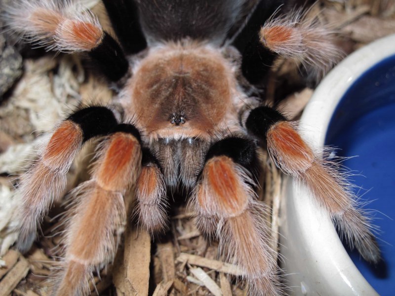 Паук Brachypelma boehmei