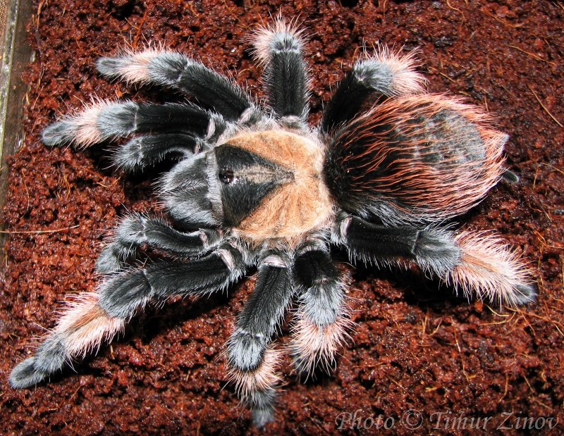 Brachypelma auratum Тарантул