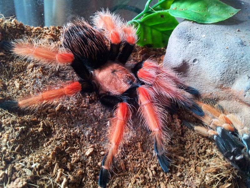 Паук Brachypelma boehmei