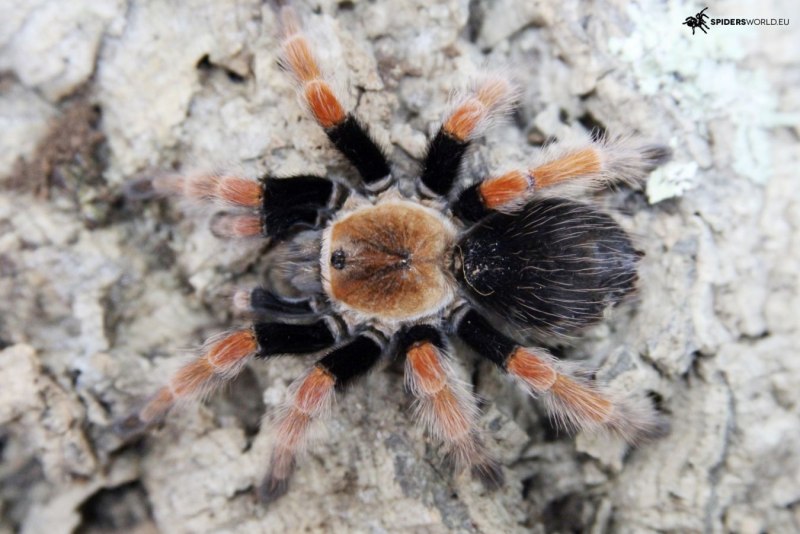 Паук Brachypelma boehmei