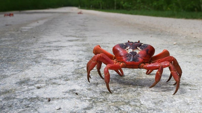 Красный рифовый краб