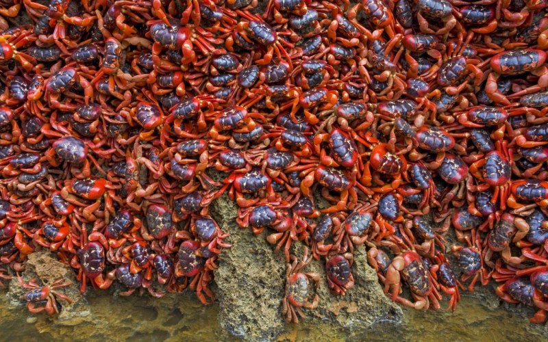 Скатка Крабы морские