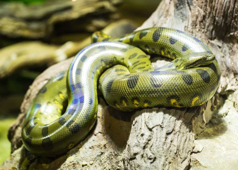 Eunectes beniensis