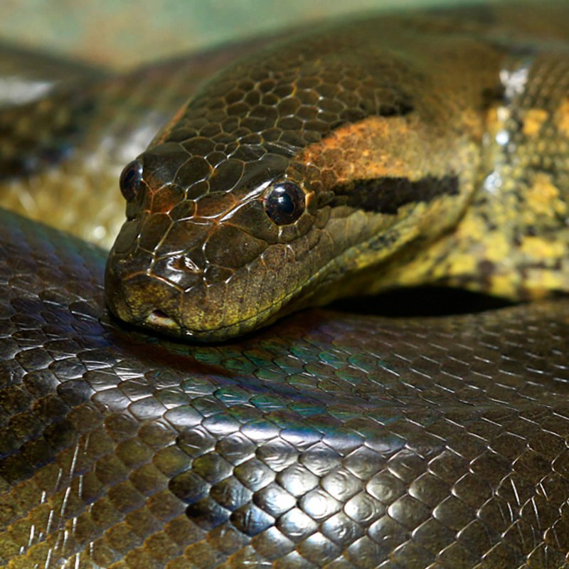 Анаконда eunectes beniensis