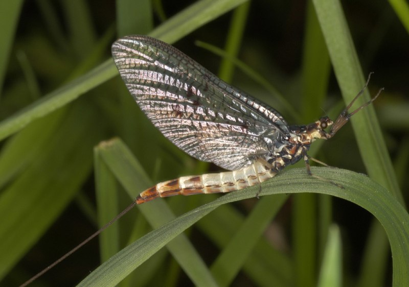 Личинка поденки Ephemeridae
