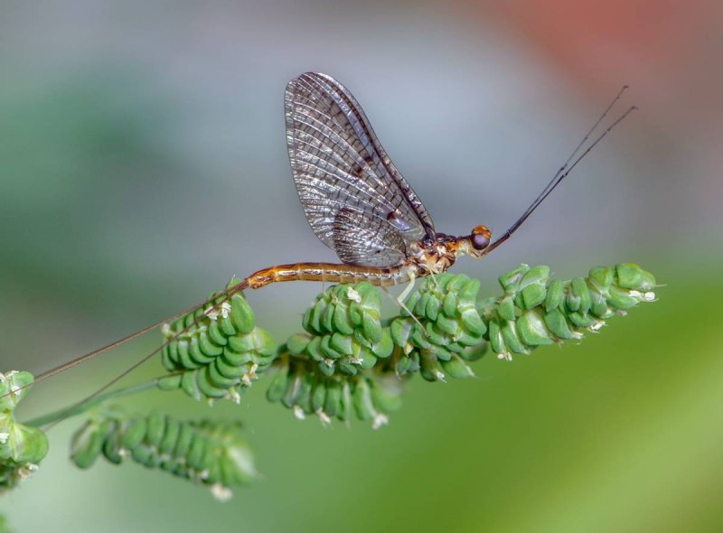 Личинки поденок (Ephemeroptera)