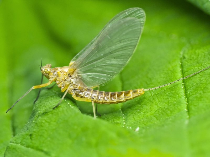 Поденки Baetis