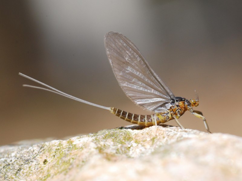 Личинки поденок (Ephemeroptera)