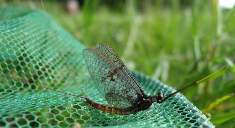Baetis Rhodani