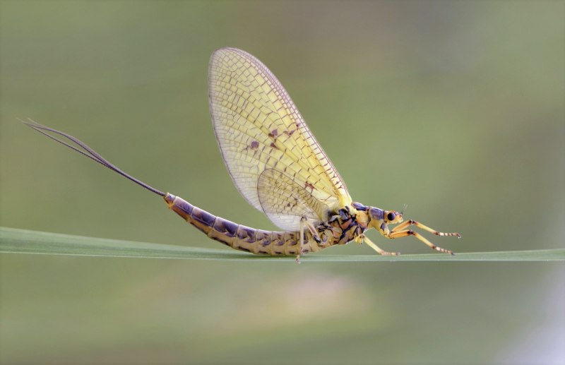 Личинки поденок (Ephemeroptera)